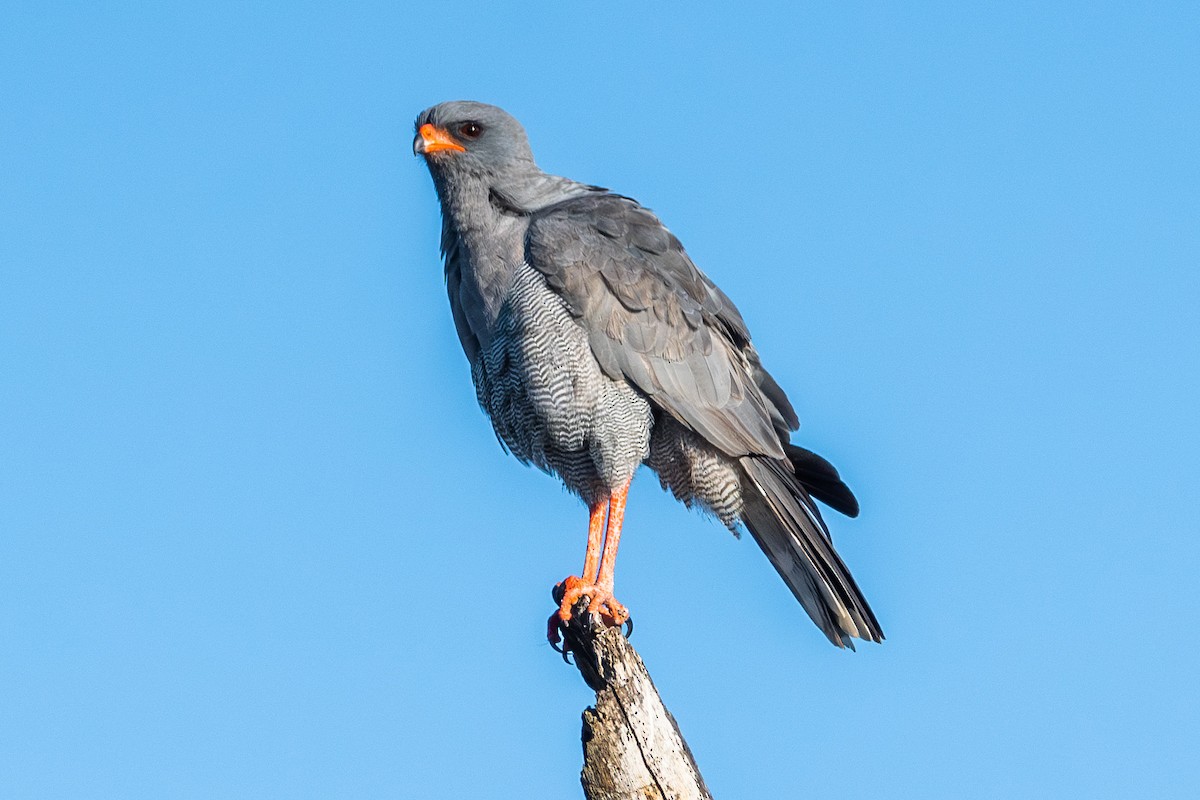 Dark Chanting-Goshawk - ML588070721