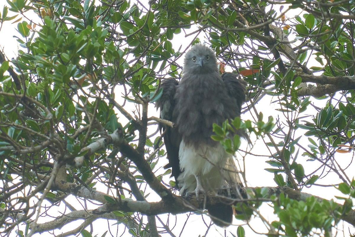 Braunschwanz-Seeadler - ML588071531