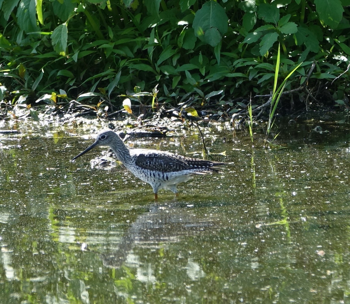 Greater Yellowlegs - Robert Dixon