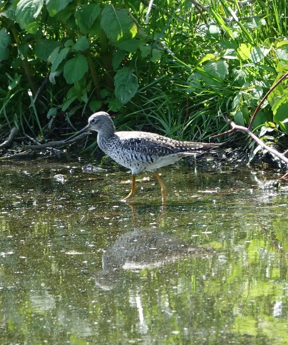 Greater Yellowlegs - ML58807231