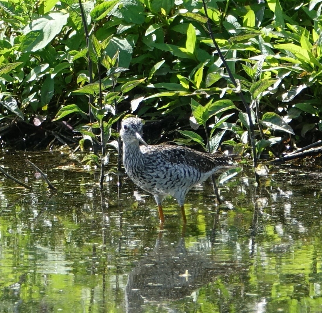 Greater Yellowlegs - ML58807241