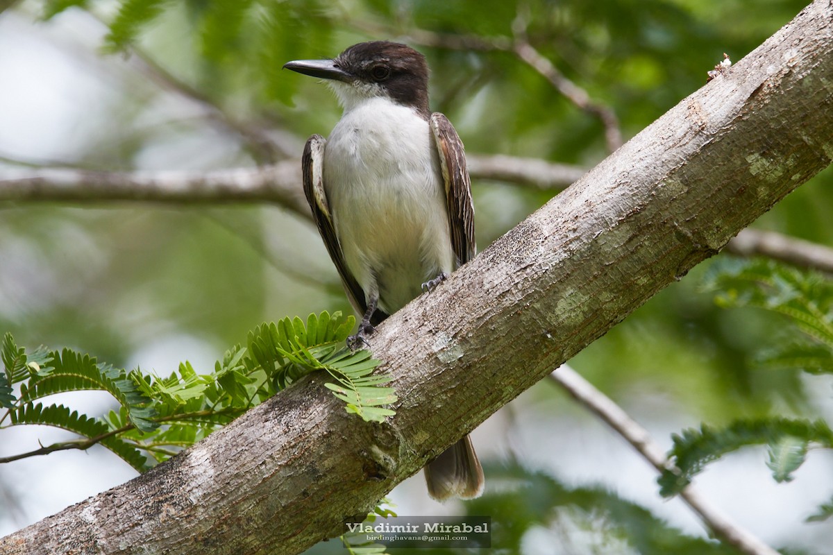 Loggerhead Kingbird - ML588072711