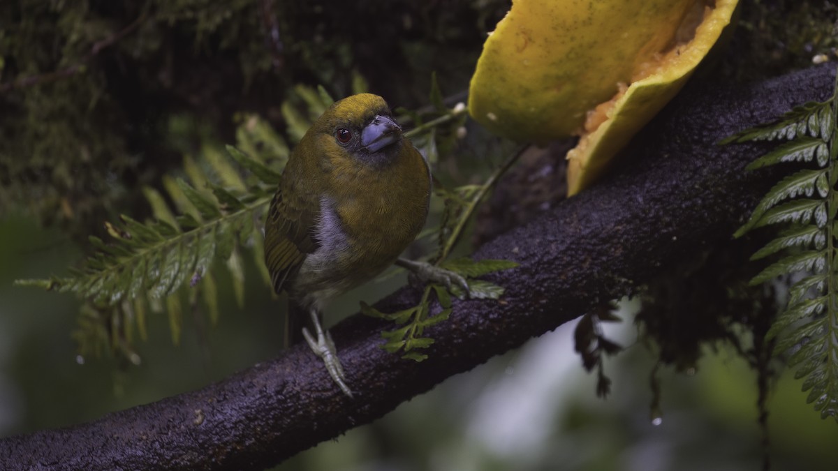 Prong-billed Barbet - Markus Craig