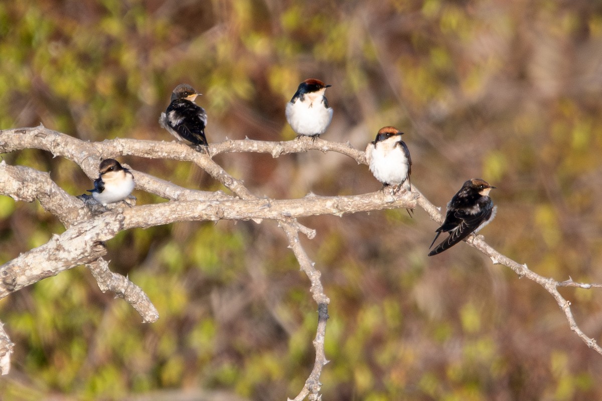 Wire-tailed Swallow - ML588075081