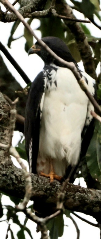 Augur Buzzard - ML588076761