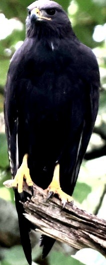 Augur Buzzard - ML588076821