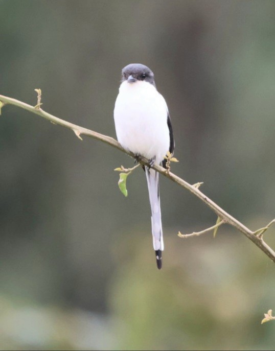 Northern Fiscal - ML588077701