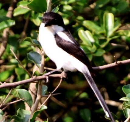 Northern Fiscal - ML588077911