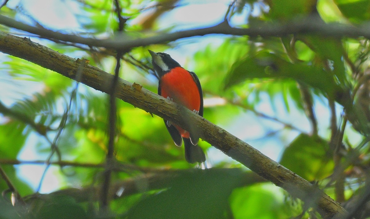 Rose-breasted Chat - ML588078021