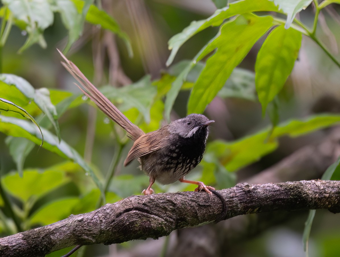 Black-throated Prinia - ML588080371