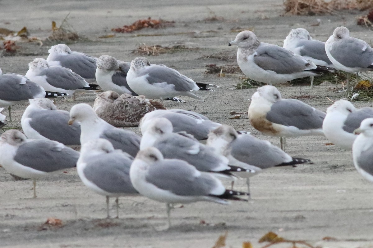 Gaviota Californiana - ML588082271