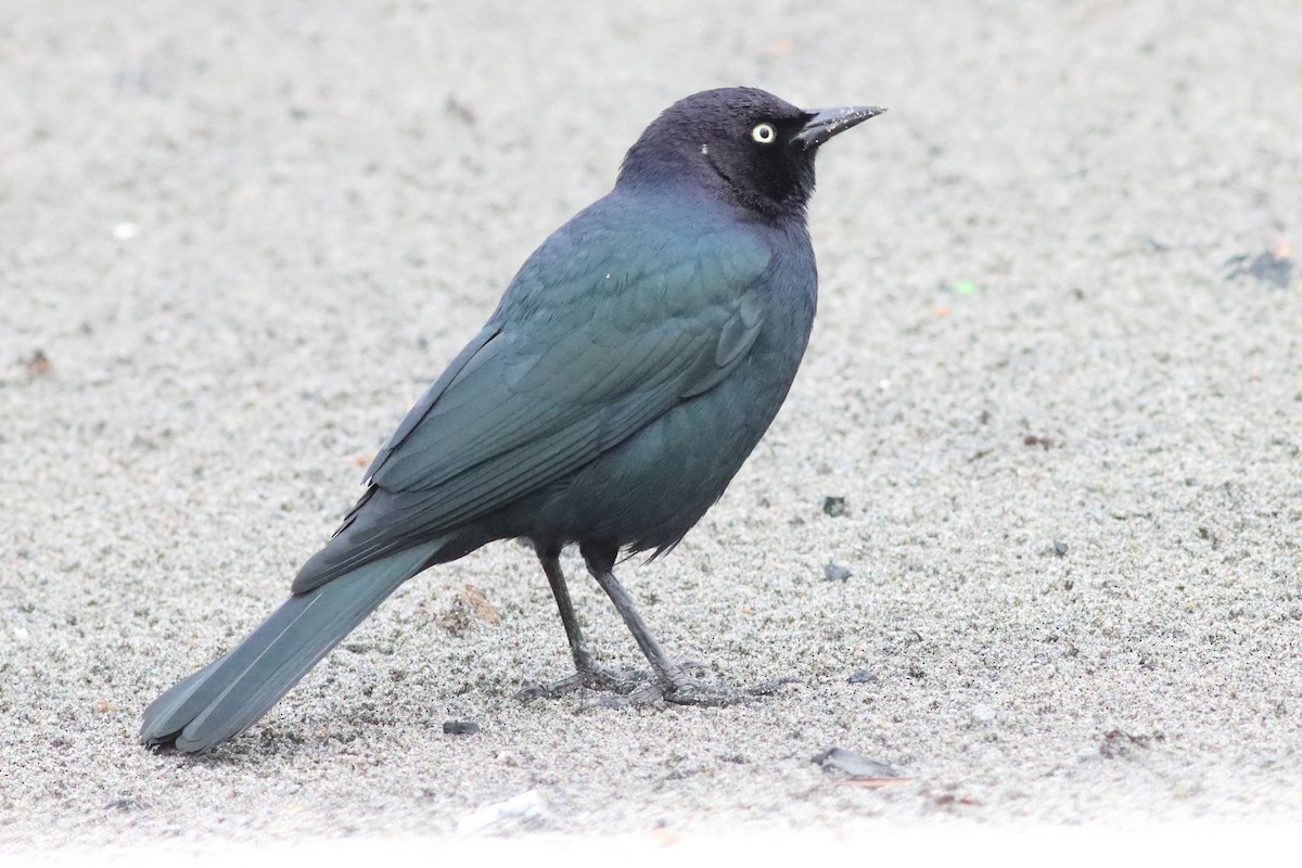 Brewer's Blackbird - Mark L. Hoffman