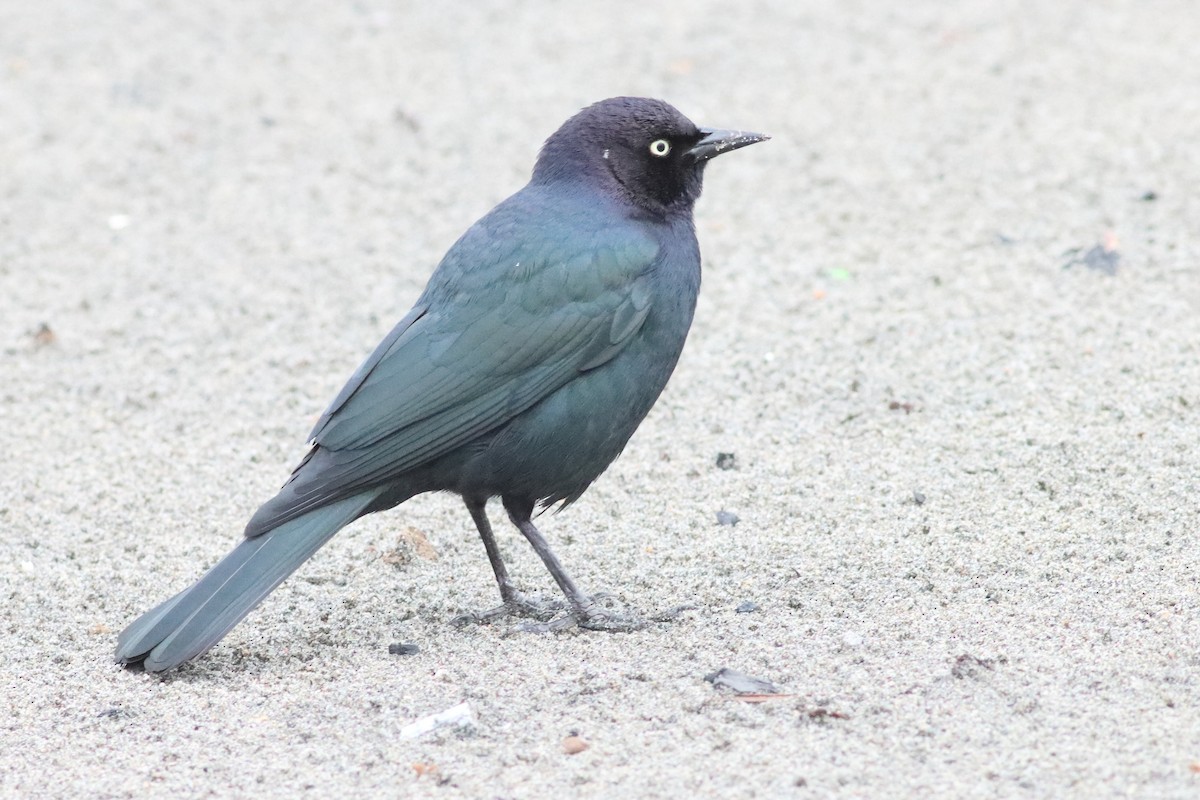 Brewer's Blackbird - Mark L. Hoffman