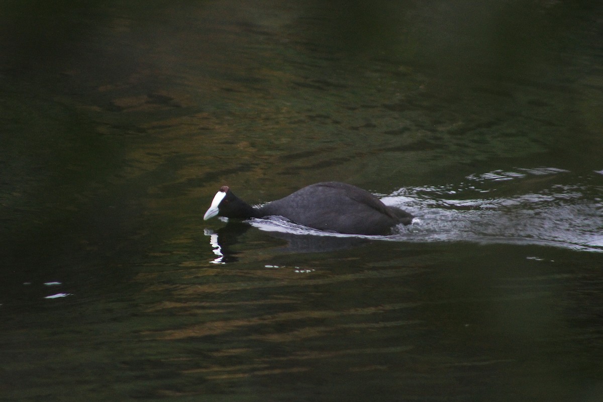 Red-knobbed Coot - ML588084161