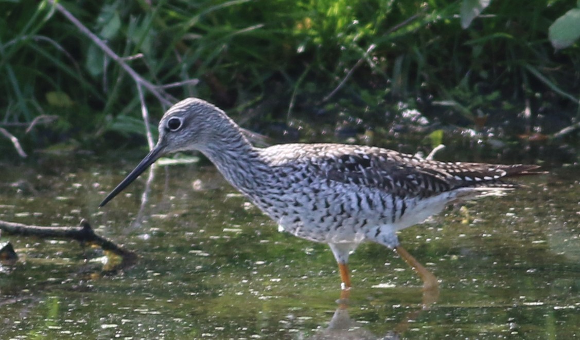 Greater Yellowlegs - ML58808431