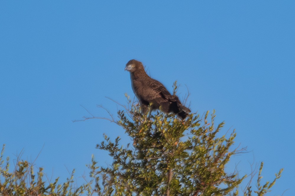 Brown Snake-Eagle - ML588087201