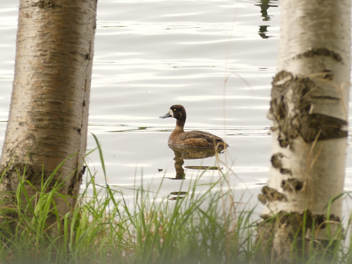 Greater Scaup - ML588087491