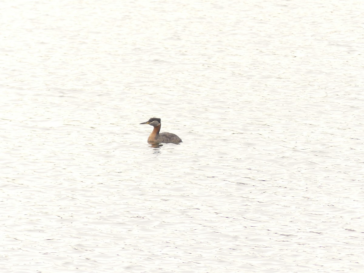 Red-necked Grebe - ML588087541