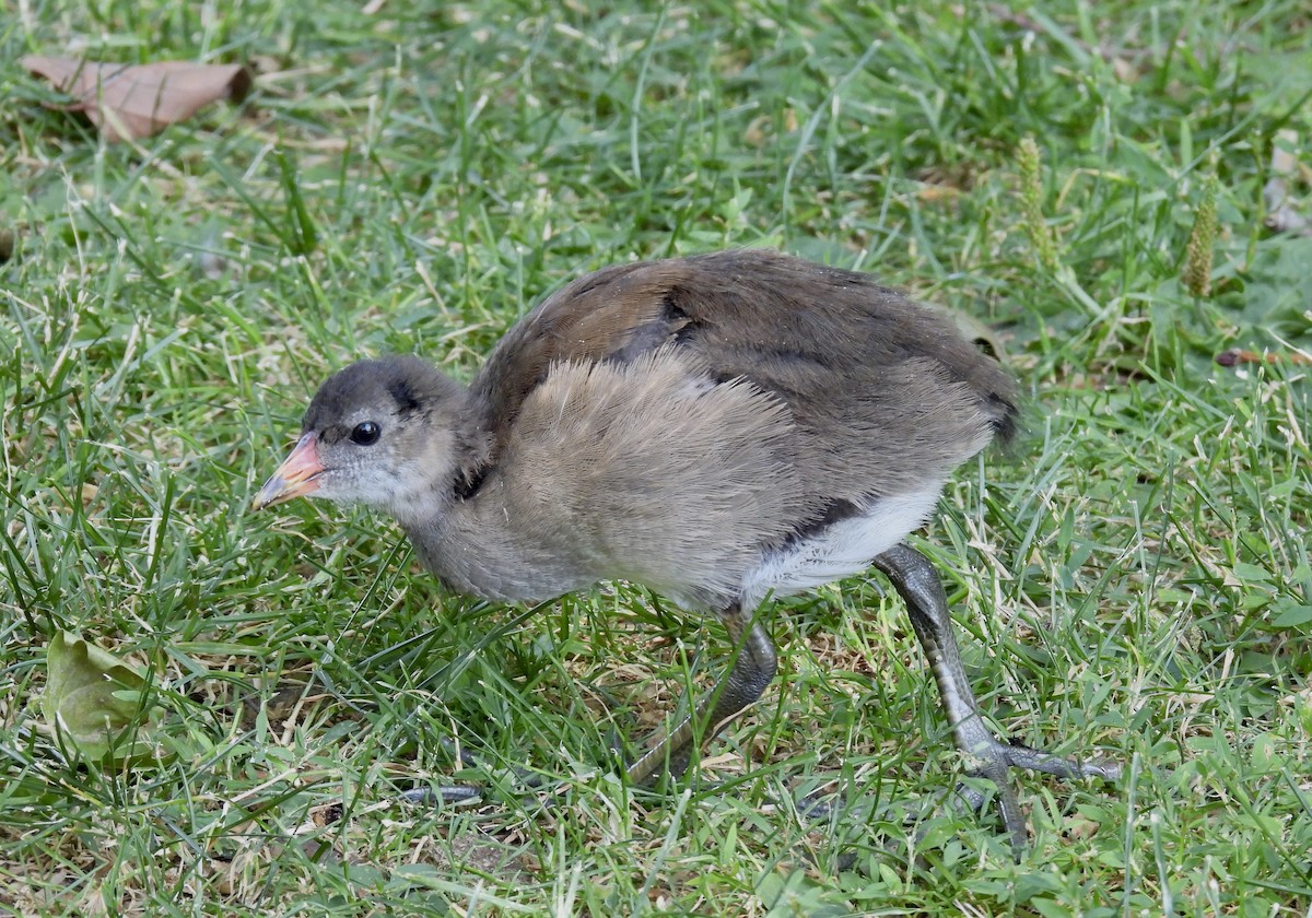 Eurasian Moorhen - Corinna Honscheid