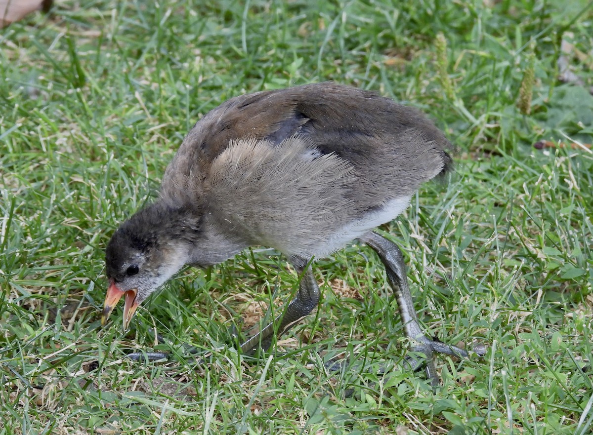 Eurasian Moorhen - Corinna Honscheid