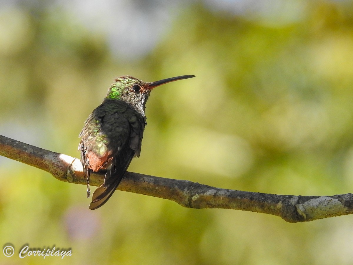 Rufous-tailed Hummingbird - ML588091741