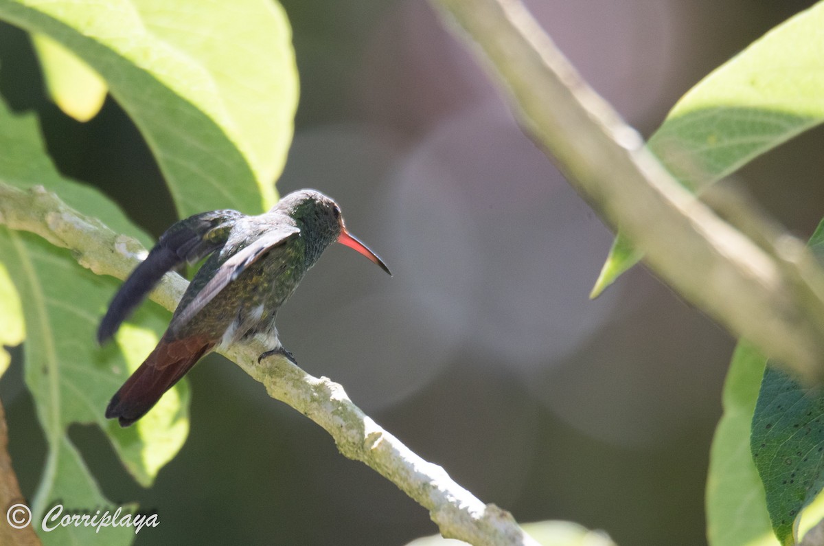 Rufous-tailed Hummingbird - ML588091751