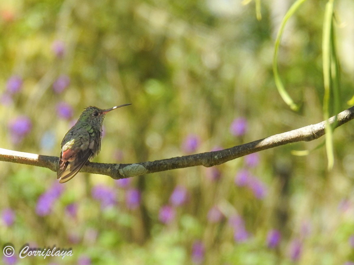 Rufous-tailed Hummingbird - ML588091761