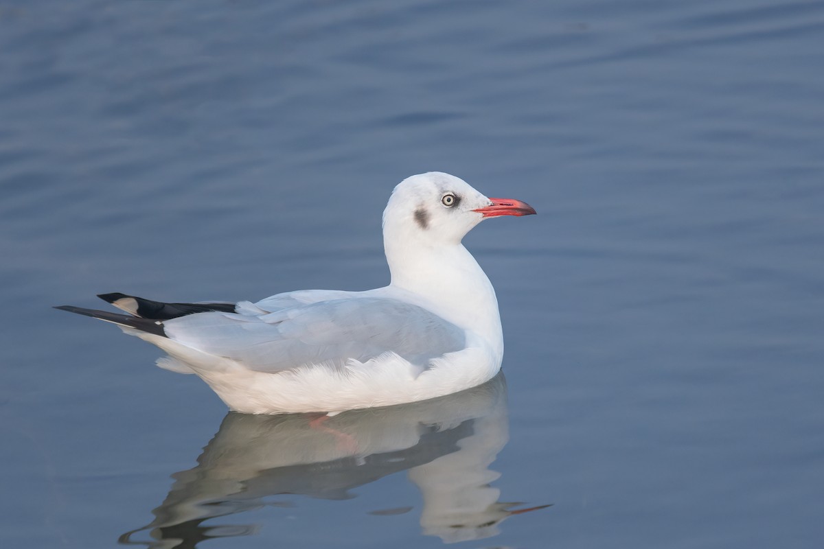 Brown-headed Gull - ML588093161