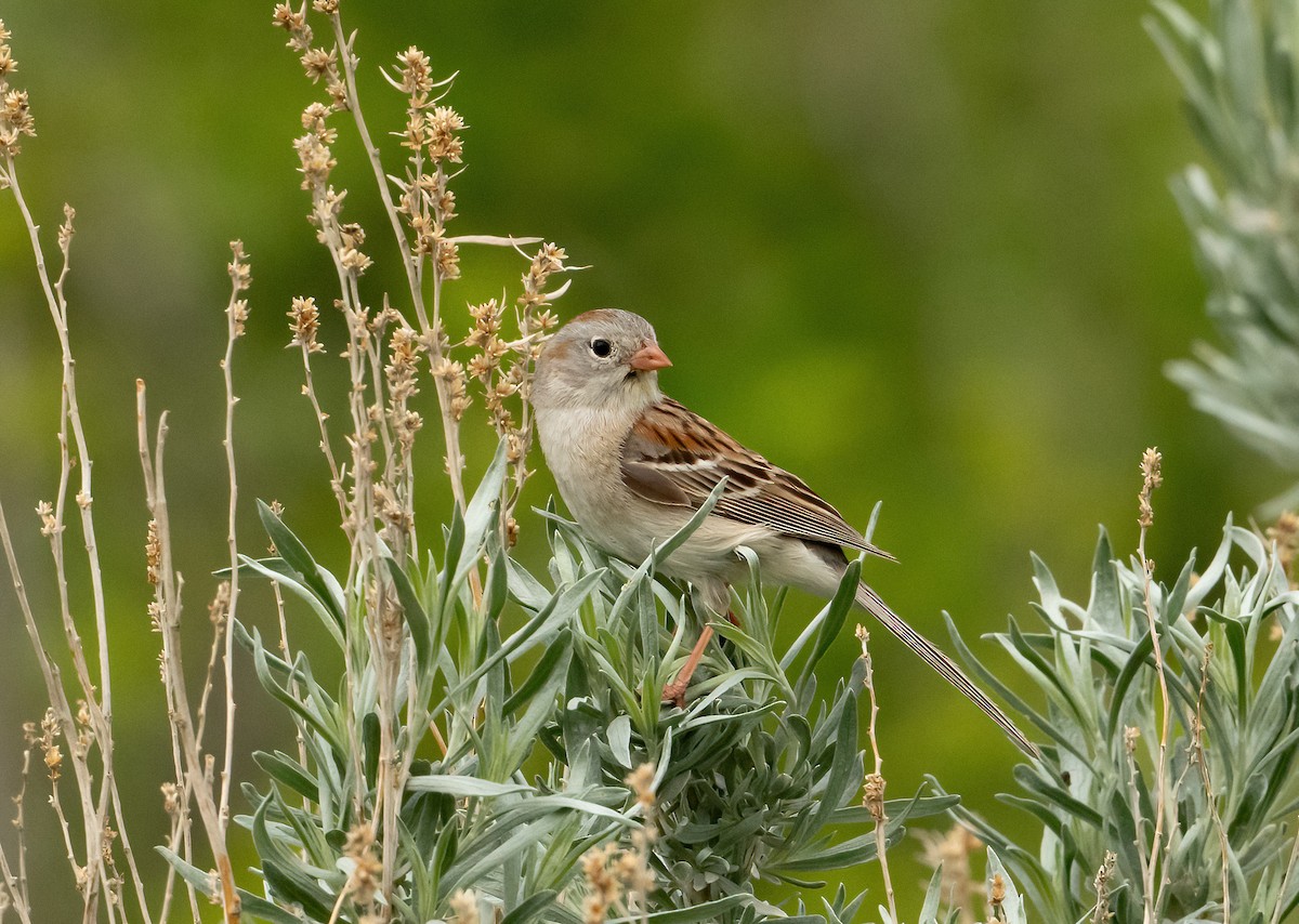Field Sparrow - ML588094791