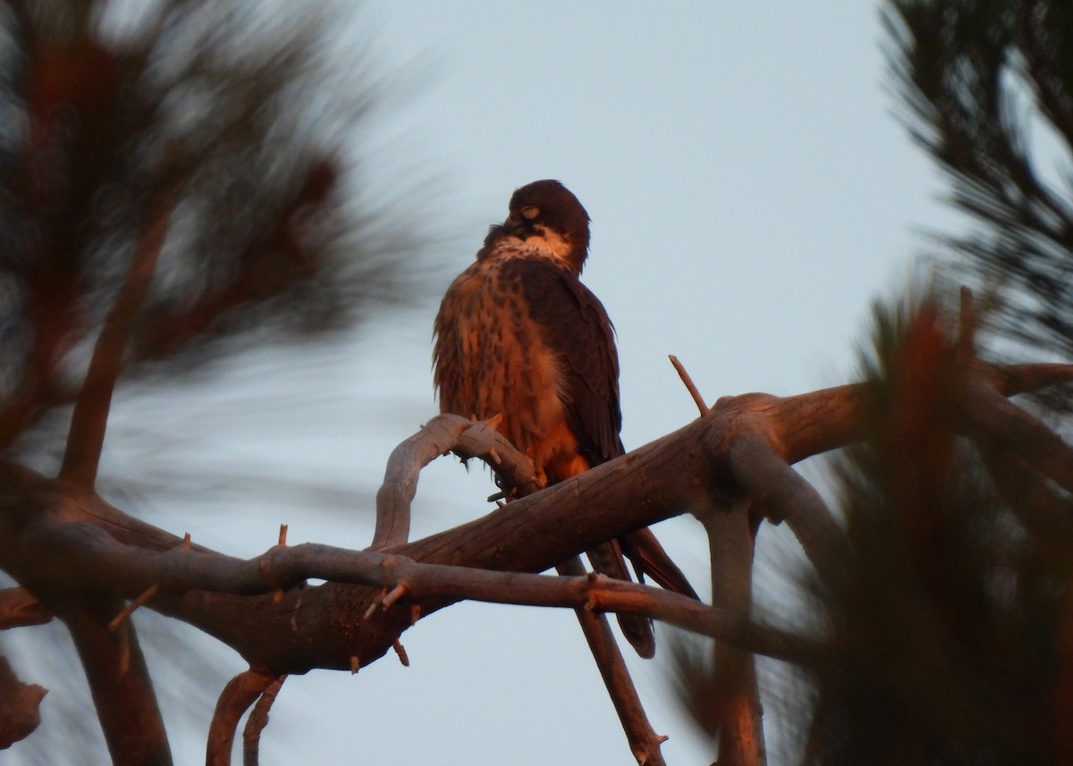 Eleonora's Falcon - ML588094991