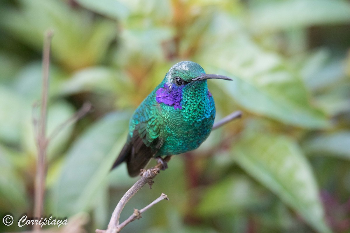 kolibřík modrouchý (ssp. cabanidis) - ML588095321