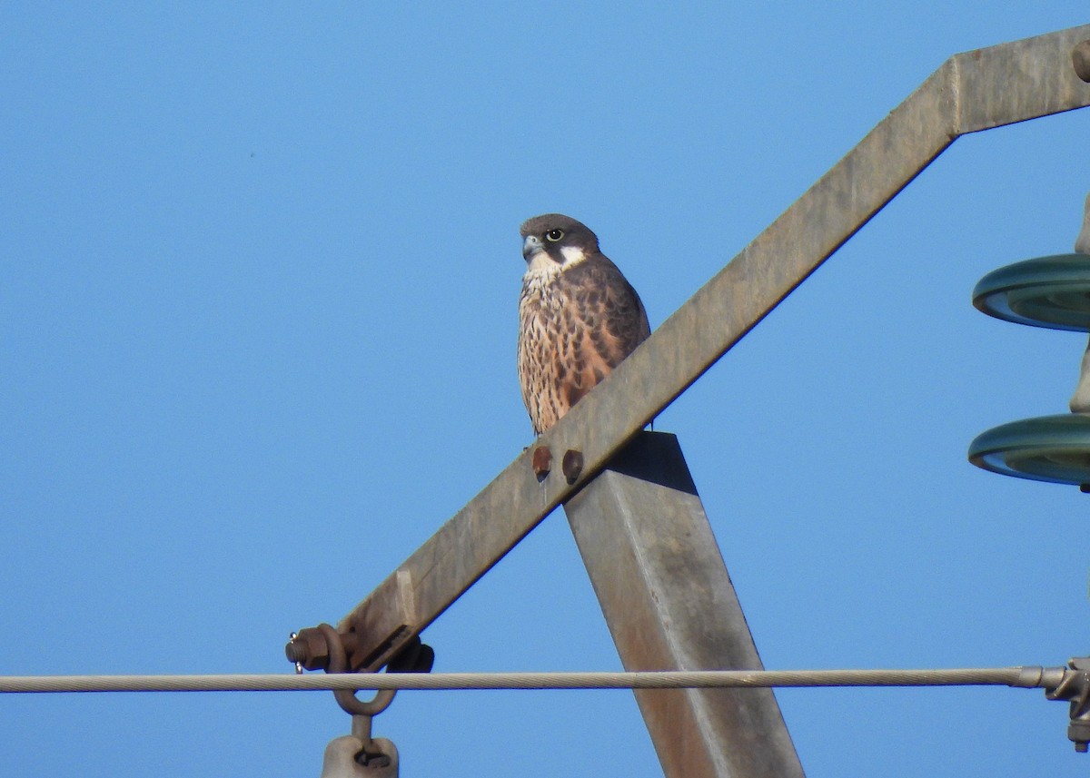 Eleonora's Falcon - ML588095921