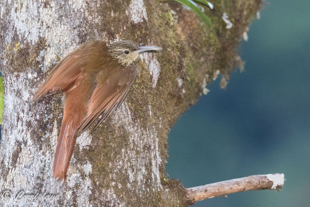 Spot-crowned Woodcreeper - ML588096551