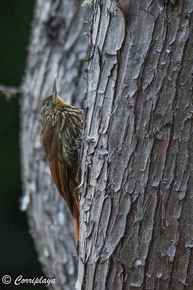 Spot-crowned Woodcreeper - ML588096561