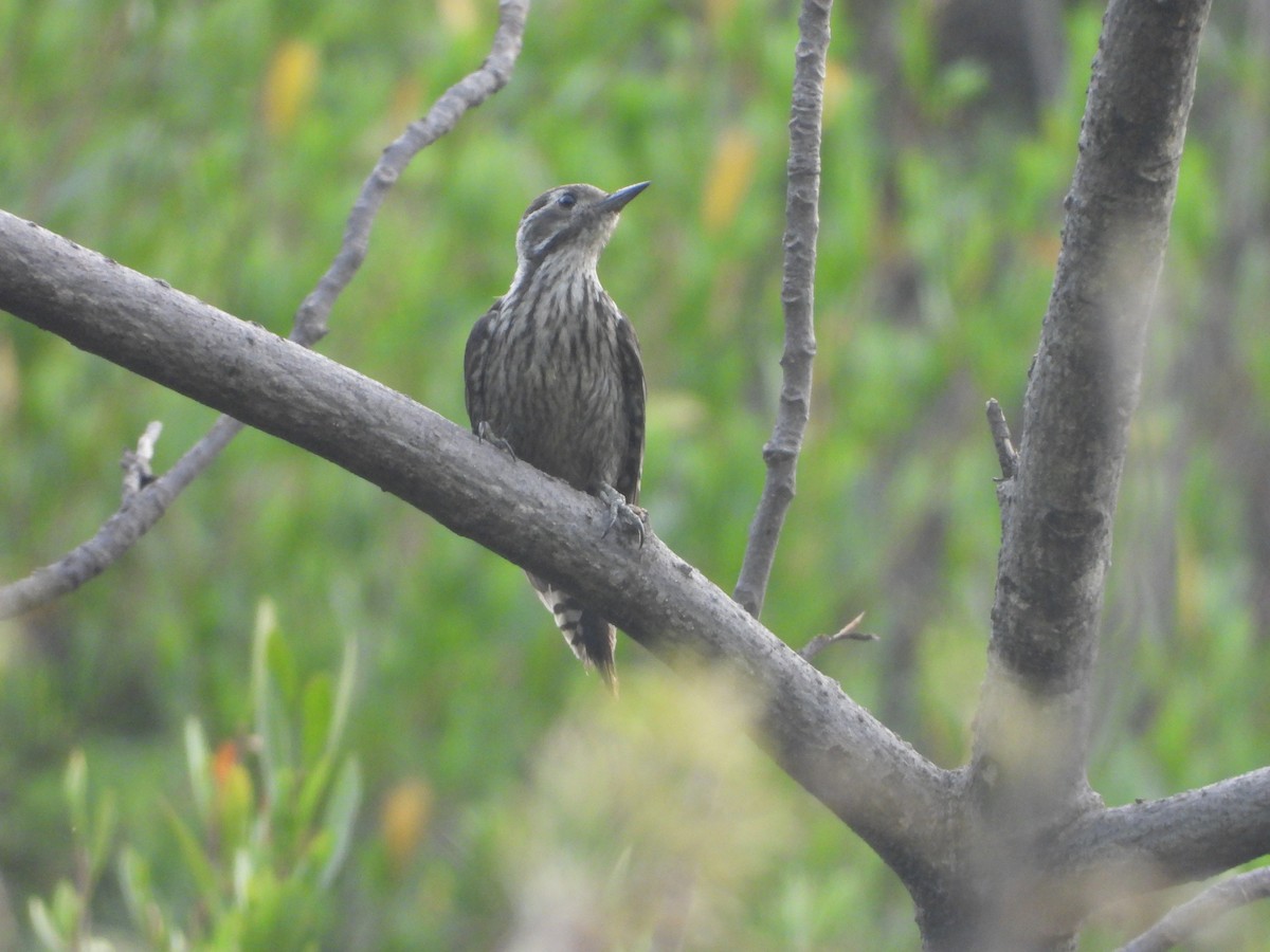 Gray-capped Pygmy Woodpecker - Ali Mosvi