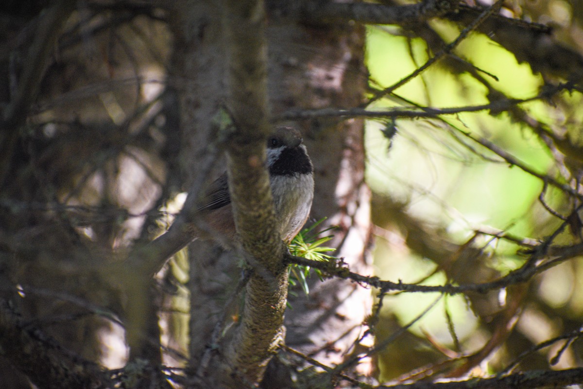 Mésange à tête brune - ML588098231