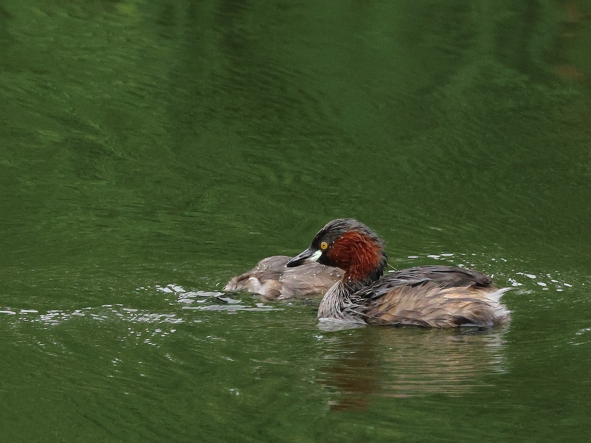 Little Grebe - ML588098371