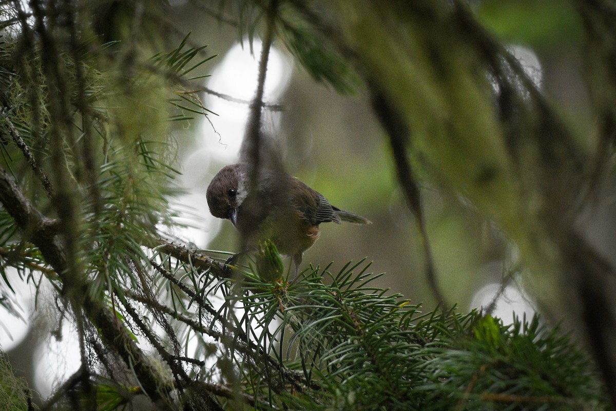 Mésange à tête brune - ML588099191