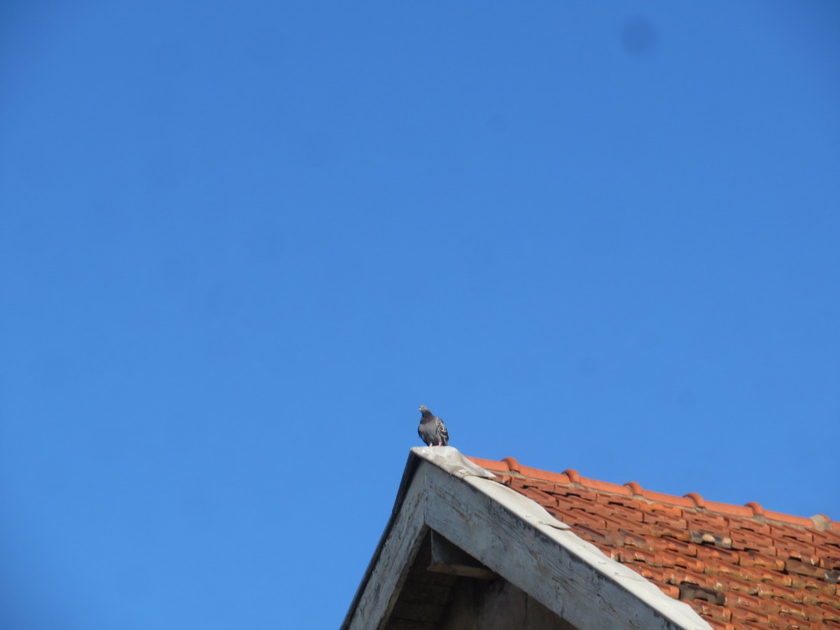 Rock Pigeon (Feral Pigeon) - ML588099391
