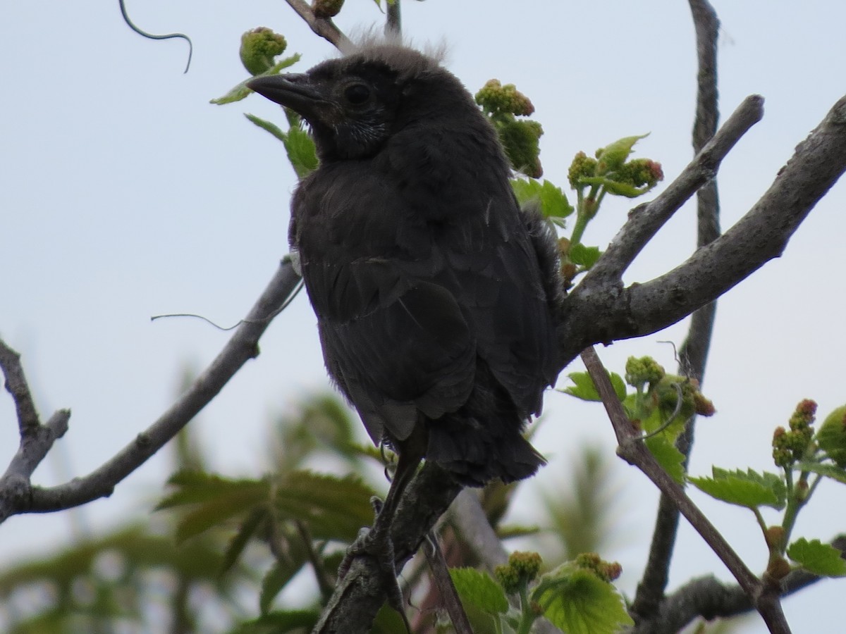 Common Grackle - ML58810001