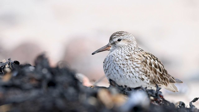 White-rumped Sandpiper - ML588100201