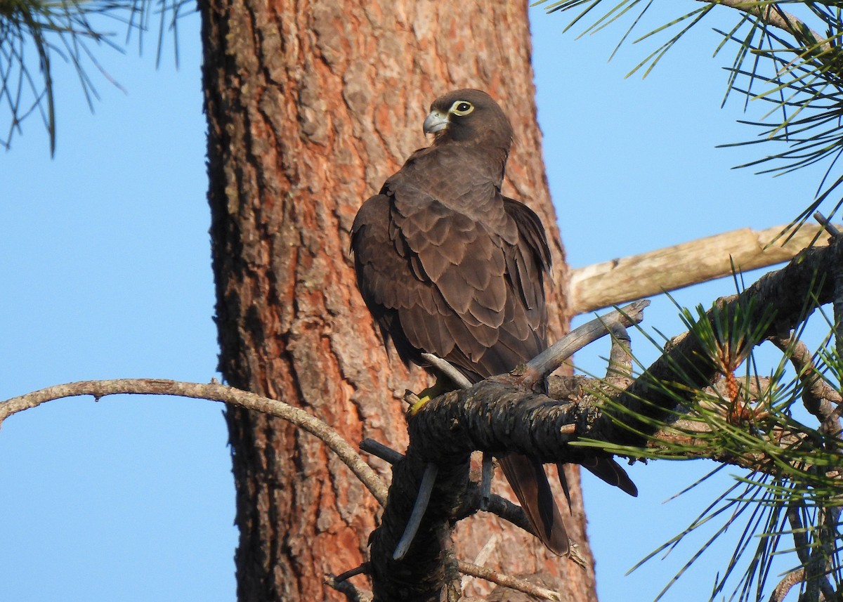 Eleonora's Falcon - ML588100641