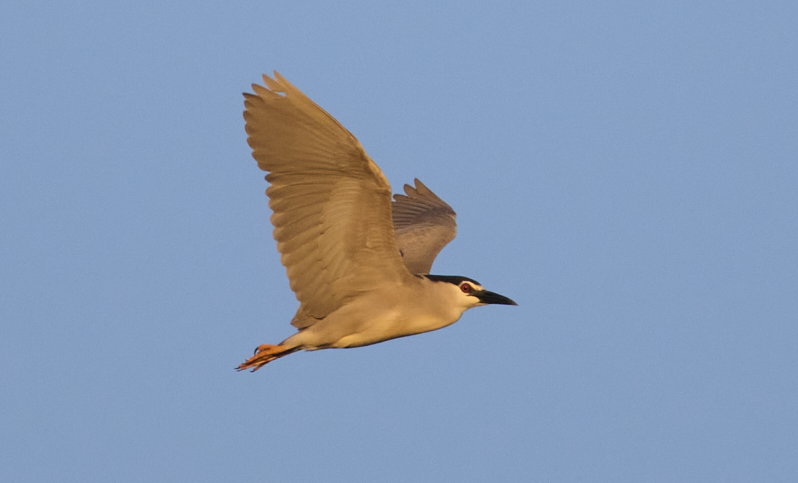Black-crowned Night Heron - ML588101331