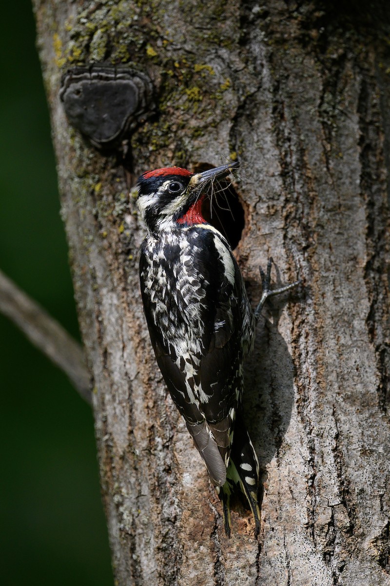 Yellow-bellied Sapsucker - ML588101571