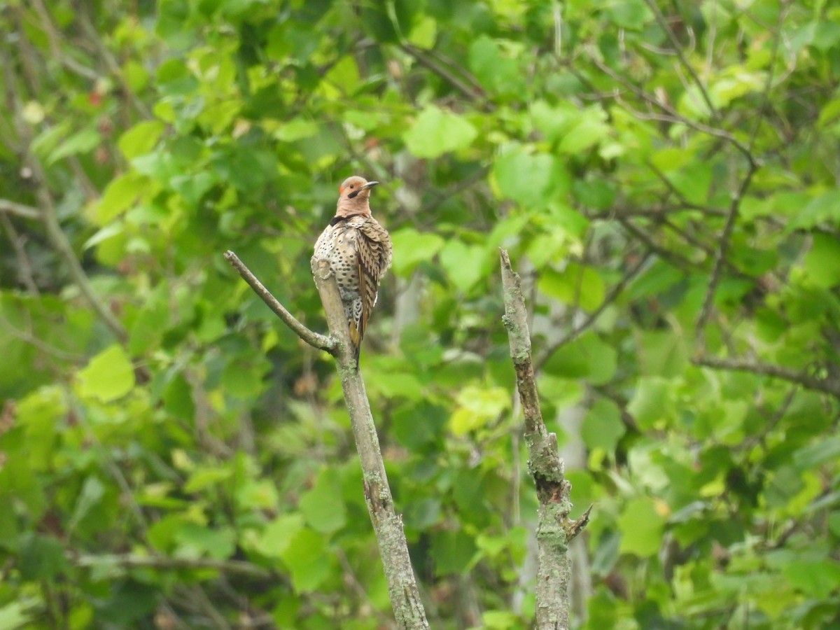 Northern Flicker - ML588102741