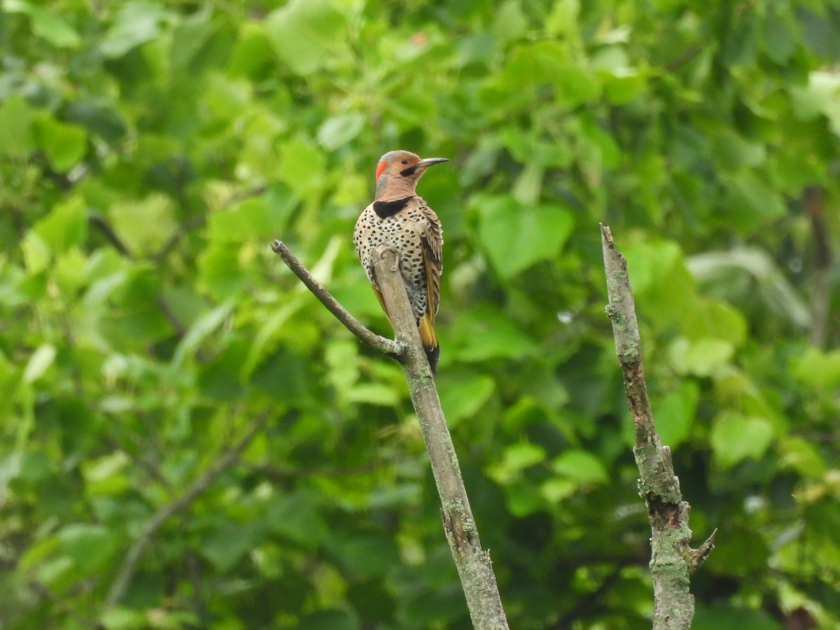 Northern Flicker - Beth Lenoble