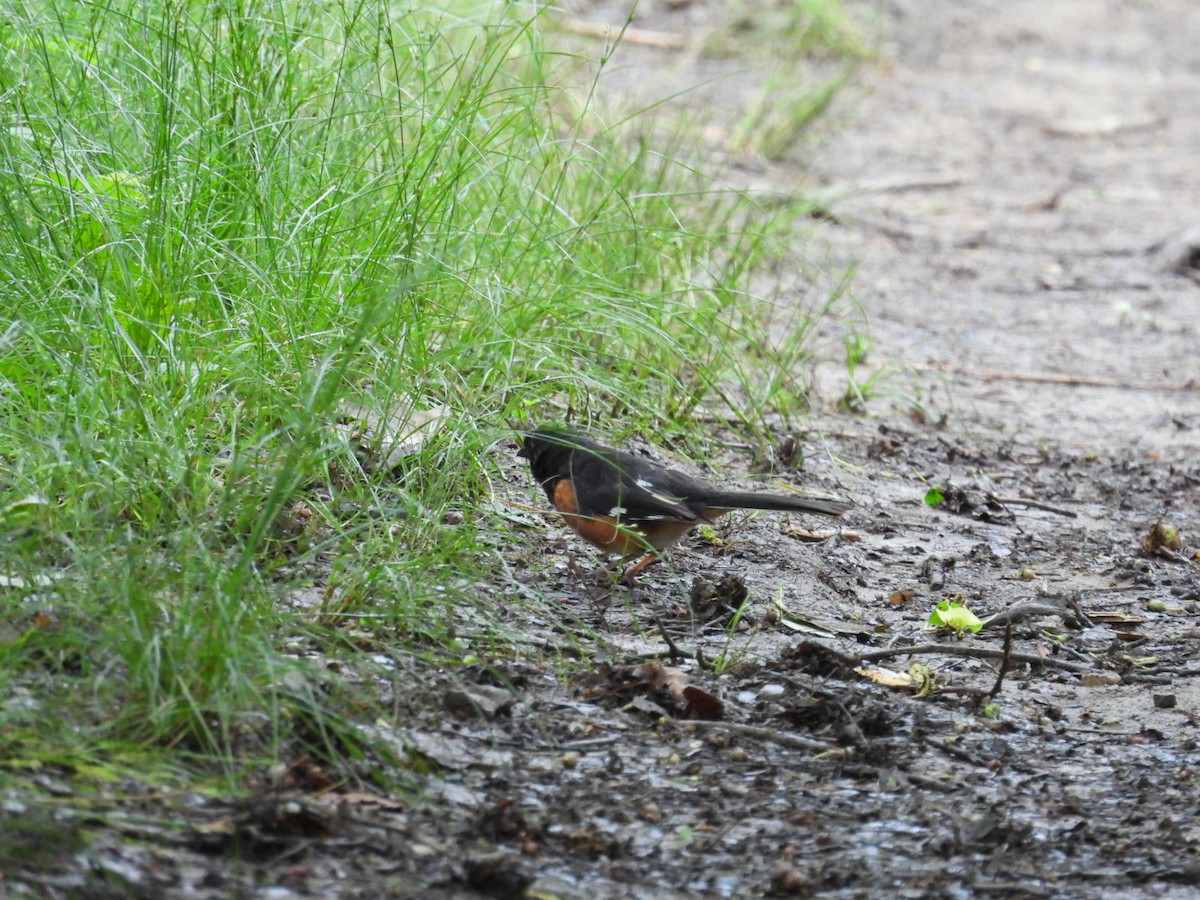 Eastern Towhee - ML588102961