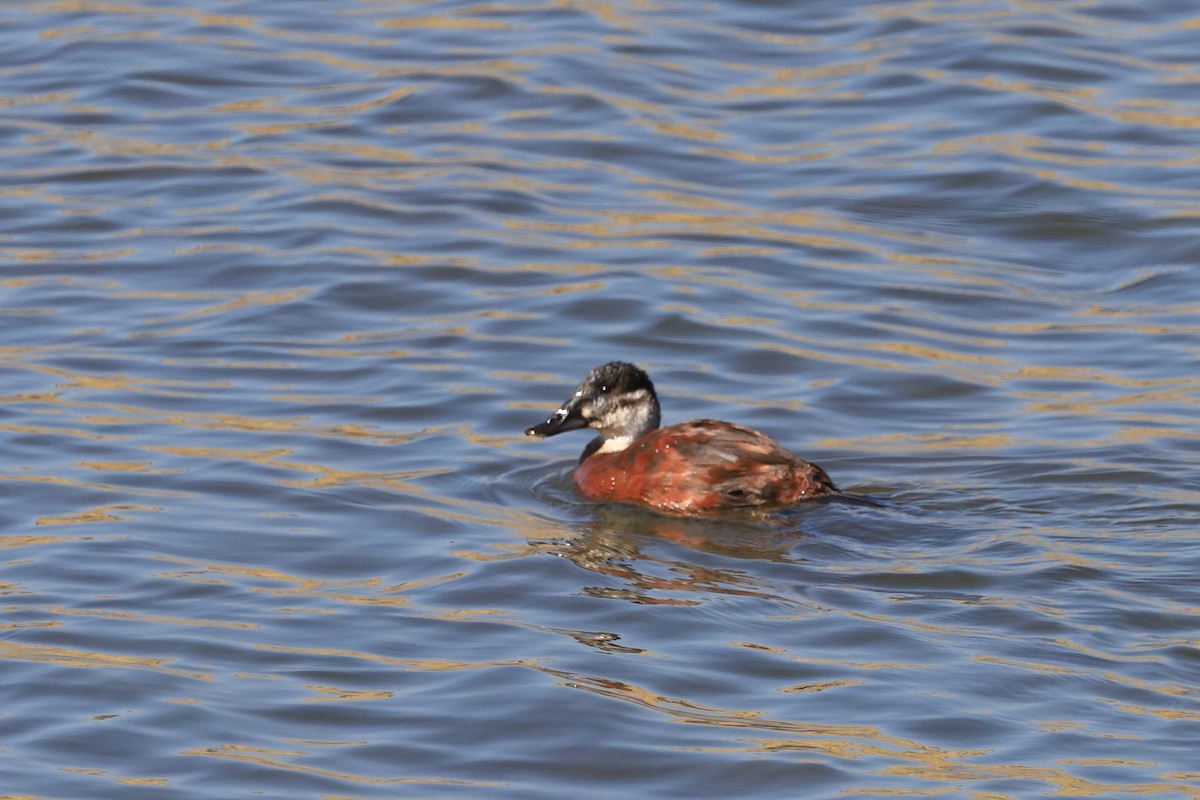 Maccoa Duck - Phil Stouffer