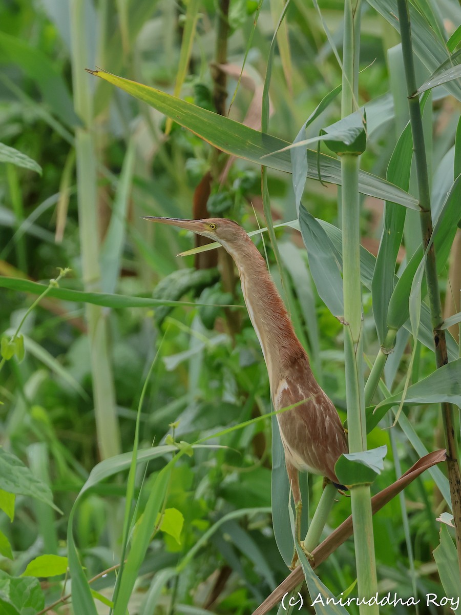 Yellow Bittern - ML588103641