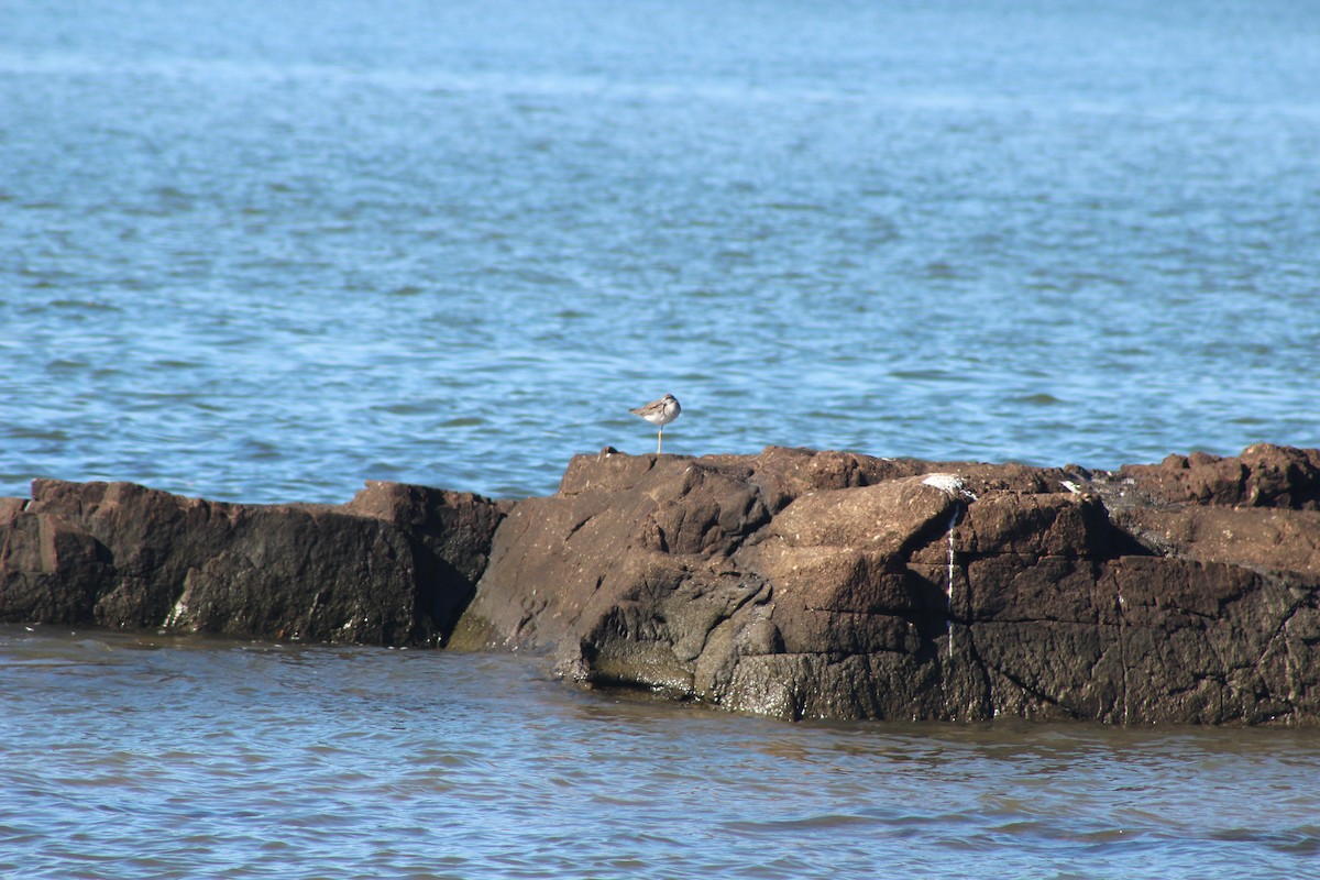 Greater Yellowlegs - César Lezama García